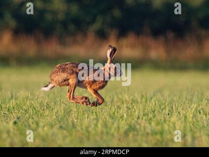 Eine Nahaufnahme eines wilden Braunen Hasen (Lepus europaeus) in der Luft. Boeing und Sprung über die Farmer Weizen .Suffolk, Großbritannien. Stockfoto