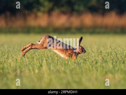 Eine detaillierte Nahaufnahme eines wilden Braunen Hasen ( Lepus europaeus) mit großen Ohren, langen Beinen, der über den Weizen des Bauern springt .Suffolk, Großbritannien. Stockfoto