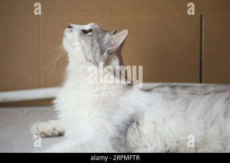 Porträt einer grauen flauschigen Hauskatze Stockfoto