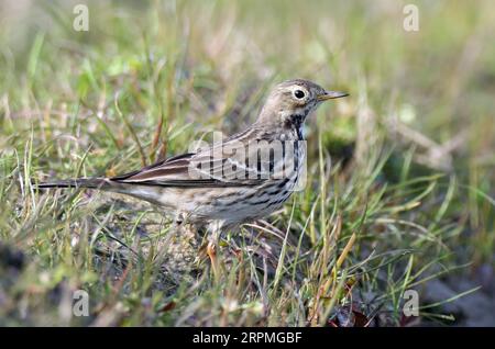 Asiatisches Blätterbauch-Pipit, sibirisches Blätterbauch-Pipit (Anthus rubescens japonicus), auf einer Wiese, Seitenansicht, China Stockfoto