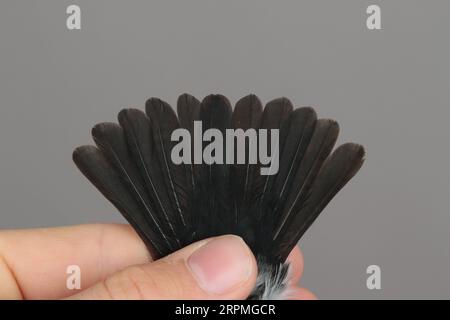 Ficedula albicollis (Ficedula albicollis), Gefangener Vogel in der Hand, Schwedenschwanzfedern eines Mannes, Schweden, Öland, Ottenby Vogelbeobachtungszentrum, Ottenby Stockfoto