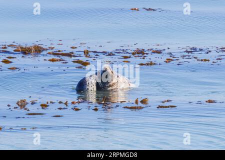Kalifornischer Seelöwe (Zalophus californianus), Mutter mit Jungtieren an der Wasseroberfläche, Kontaktpflege, USA, Kalifornien Stockfoto