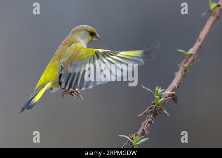 westlicher Grünfink (Carduelis chloris, Chloris chloris), Landung auf einem Zweig, Italien, Toskana Stockfoto