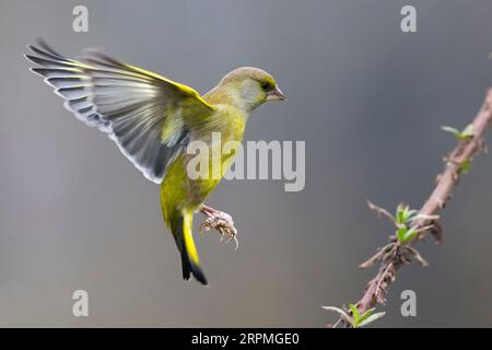 westlicher Grünfink (Carduelis chloris, Chloris chloris), Landung auf einem Zweig, Italien, Toskana Stockfoto