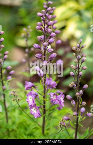 Larkspurs violette Blumen oder Delphinium ajacis in einem Garten Stockfoto