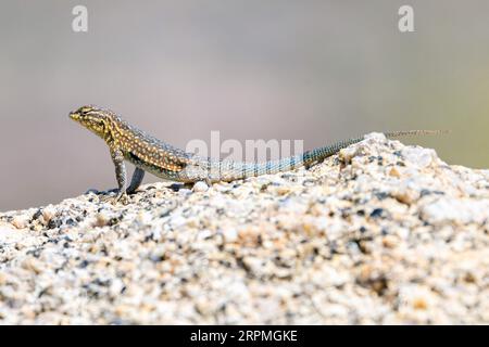 Side-Blotched Lizard, Common Side-Blotched Lizard (Uta stansburiana), männlich sitzend auf einem Felsen, USA, Arizona, Pinnacle Peak Stockfoto