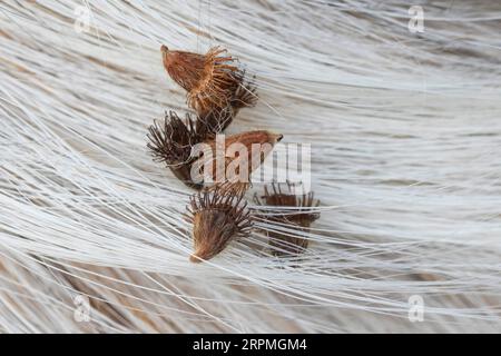 Gewöhnlicher Ackerbau, Europäischer Groovebur (Agrimonia eupatoria), Früchte des Ackerbaus werden im Hundefell gefangen, Deutschland Stockfoto