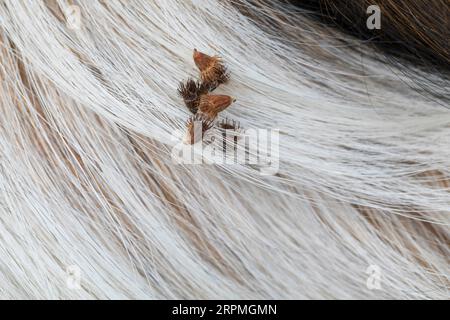 Gewöhnlicher Ackerbau, Europäischer Groovebur (Agrimonia eupatoria), Früchte des Ackerbaus werden im Hundefell gefangen, Deutschland Stockfoto