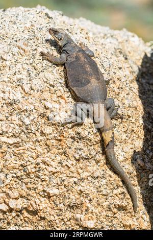 Gewöhnliche Chuckwalla (Sauromalus ater), weibliches Sonnenbaden auf einem Felsen, USA, Arizona, Pinnacle Peak, Scottsdale Stockfoto