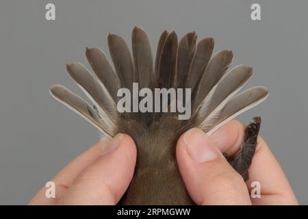 rattenfänger (Ficedula hypoleuca), Gefangener Vogel in den Händen, Schwanzfedern eines weiblichen Erstwinterchens, Schweden, Oeland, Ottenby Bird Observatory, Stockfoto