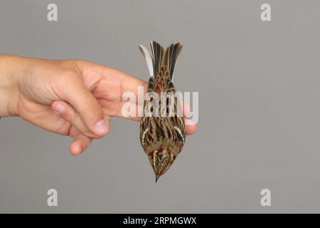 Rustikale Bunting (Emberiza rustica), erster Winter in der Hand zum Klingeln, Schweden, Öland, Ottenby Vogelbeobachtungszentrum, Ottenby Stockfoto