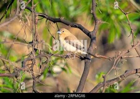 Afrikanischer Silberschnabel (Lonchura Cantans, Euodice Cantans), sitzt auf einer Niederlassung, USA, Hawaii, Maui Stockfoto