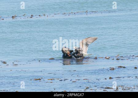 Seeotter (Enhydra lutris), der kleine Tintenfische isst und von einer großen Möwe verfolgt wird, USA, Kalifornien, Monterey Stockfoto