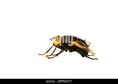 Riesige Tachinidenfliege (Tachina grossa), Seitenansicht, Ausschnitt, Niederlande Stockfoto