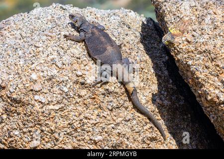 Gewöhnliche Chuckwalla (Sauromalus ater), weibliches Sonnenbaden auf einem Felsen, USA, Arizona, Pinnacle Peak, Scottsdale Stockfoto