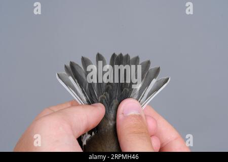 Fliegenfänger mit Kragen (Ficedula albicollis), Gefangener Vogel in den Händen, Schwanzfedern eines Erstwinterns, Schweden, Oeland, Ottenby Bird Observatory, Stockfoto