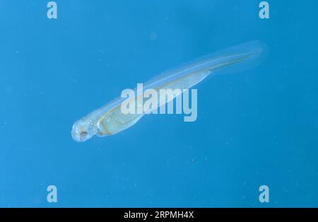 Barbel (Barbus barbus), Dottersacklarve Stockfoto