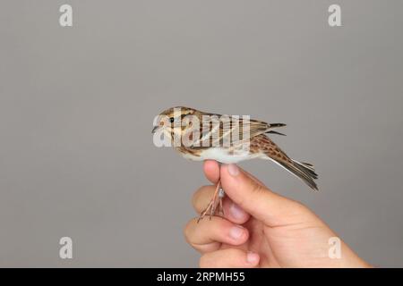 Rustikale Bunting (Emberiza rustica), erster Winter in der Hand zum Klingeln, Schweden, Öland, Ottenby Vogelbeobachtungszentrum, Ottenby Stockfoto