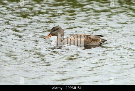 Gadwall (Anas strepera, Mareca strepera), Männerschwimmen im ersten Winter in einem Süßwassersee, Niederlande Stockfoto