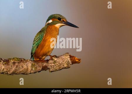river kingfisher (Alcedo atthis), unreif auf einem Zweig, Italien, Toskana Stockfoto