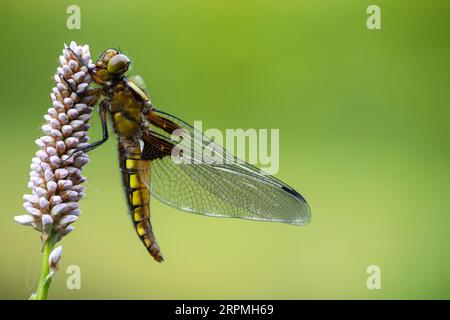 Breiter Chaser, breiter Chaser, breiter Chaser, breiter Darter (Libellula depressa), sitzend in einer gemeinsamen Bistort, Seitenansicht, Stockfoto