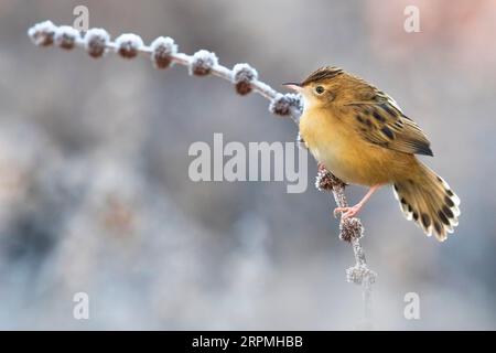 zitting cisticola (Cisticola juncidis), im Winter auf einem Zweig, Seitenansicht, Italien, Toskana Stockfoto