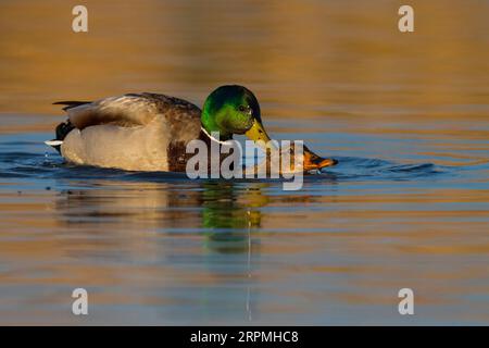 Stockente (Anas platyrhynchos), Verpaarung im Wasser, Seitenansicht, Italien, Toskana Stockfoto