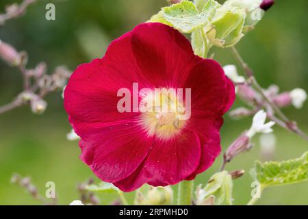 hollyhock (Alcea rosea, Althaea rosea), Blume Stockfoto