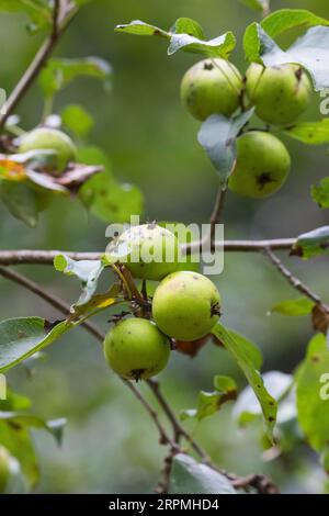 Krabbenapfel, Wildkrabbe (Malus sylvestris), Früchte auf einem Ast, Deutschland Stockfoto