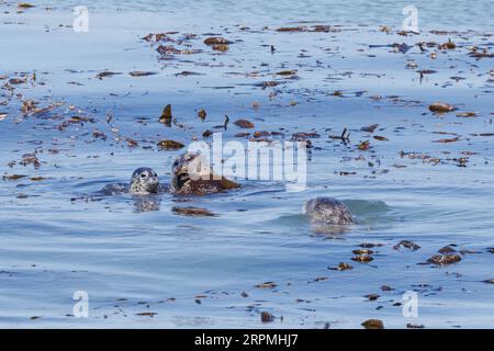 Kalifornischer Seelöwe (Zalophus californianus), weiblich mit Jungtier, wird von Männchen, USA, Kalifornien, angegriffen Stockfoto