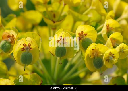 Großer mediterraner Drang (Euphorbia charakias), blühend, Blumen, Kroatien Stockfoto