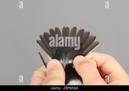 Ficedula albicollis (Ficedula albicollis), Gefangener Vogel in den Händen, Schwanzfedern eines Mannes, Schweden, Öland, Ottenby Vogelbeobachtungszentrum, Ottenby Stockfoto