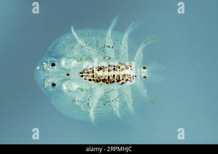 Karpfenlaus (Argulus foliaceus) Stockfoto