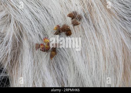 Gewöhnlicher Ackerbau, Europäischer Groovebur (Agrimonia eupatoria), Früchte des Ackerbaus werden im Hundefell gefangen, Deutschland Stockfoto