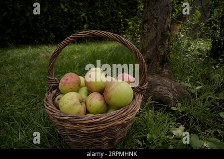 Kulturapfel James Grieve, Korb mit James Grieve, Äpfel, Schwaebisch Hall, Hohenlohe, Heilbronn-Franken, Baden-Württemberg, Kochertal Stockfoto