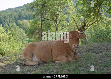 Limpurg-Rinder, alte Viehrasse, Viehrasse, Schwaebisch Hall, Hohenlohe, Heilbronn-Franken, Baden-Württemberg, Deutschland Stockfoto