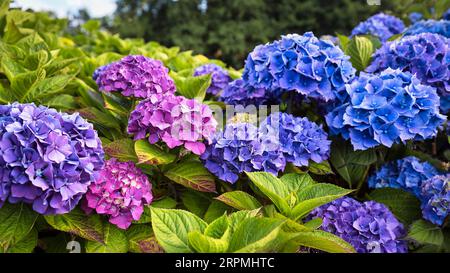 Blüten einer bigleaf Hortensie (Hydrangea macrophylla), rosa, blau, Hortensienhecke, Nahaufnahme, Cornwall, Südengland, England, Großbritannien Stockfoto