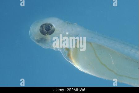 Barbel (Barbus barbus), Dottersacklarve Stockfoto