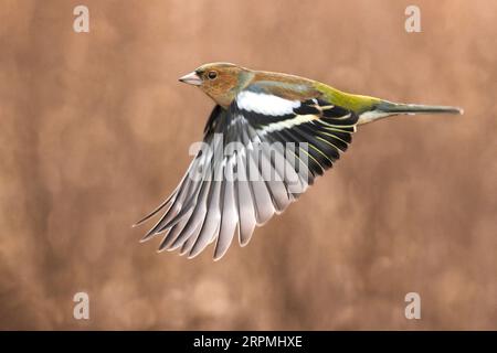 Affinit (Fringilla coelebs), männlich im Flug, Hochgeschwindigkeitsfotografie, Italien, Toskana Stockfoto