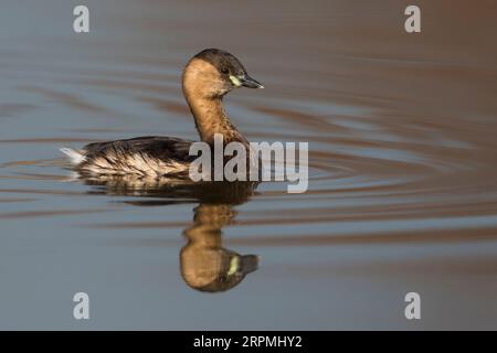 Little grebe (Podiceps ruficollis, Tachybaptus ruficollis), im Wintergefieder, Italien, Toskana, Stagno dei Cavalieri Stockfoto