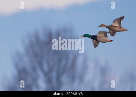 Stockard (Anas platyrhynchos), Paar im Flug, Seitenansicht, Italien, Toskana Stockfoto