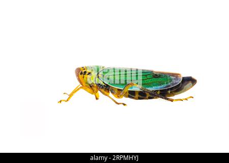 Grüner Laubtrichter (Cicadella viridis, Tettigella viridis), Seitenansicht, ausgeschnitten, Niederlande Stockfoto