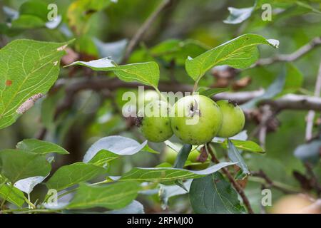 Krabbenapfel, Wildkrabbe (Malus sylvestris), Früchte auf einem Ast, Deutschland Stockfoto