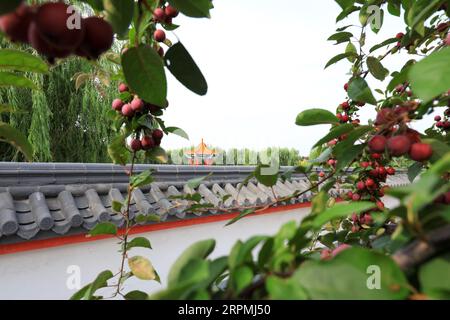 Der Krabbenapfelbaum ist voller Früchte, Nordchina Stockfoto