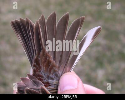 Gelbbreustbunte (Emberiza aureola), Gefangener Vogel in den Händen, Schwanzfedern eines Mannes, China, Beidahe Stockfoto