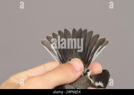 Fliegenfänger mit Kragen (Ficedula albicollis), Gefangener Vogel in den Händen, Schwanzfedern eines Erstwinterns, Schweden, Oeland, Ottenby Bird Observatory, Stockfoto