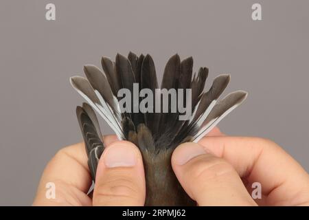 rattenfänger (Ficedula hypoleuca), Gefangener Vogel in den Händen, Schwanzfedern eines männlichen Erstwinterers, Schweden, Oeland, Ottenby Bird Observatory, Stockfoto