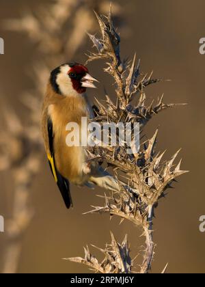 Eurasischer Goldfink (Carduelis carduelis), sitzend auf einer Distel, Italien, Toskana Stockfoto