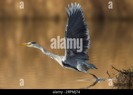 Graureiher (Ardea cinerea), ausgehend von Wasser, Italien, Toskana, Piana fiorentina Stockfoto