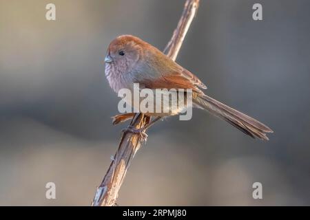 Papageienvogel (Sinosuthora webbiana, Paradoxornis webbianus), entflohener Papageienvogel mit Weinhals, auf einem Ast stehend, Seitenansicht, Stockfoto